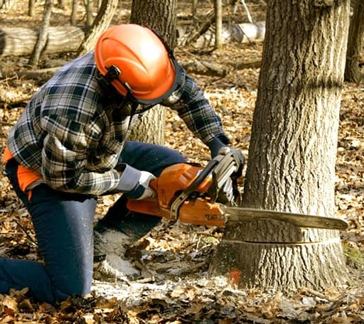 Tree Removal in Fairfield, VT